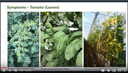 Webinar: ToBRFV update 2020